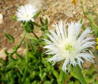 Jacobsenia (Jacobsenia kolbei)