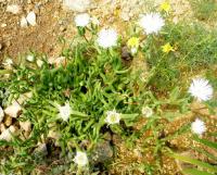 Jacobsenia (Jacobsenia kolbei)