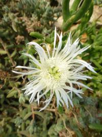 Jacobsenia (Jacobsenia kolbei)