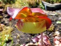 Špirlice nachová (Sarracenia purpurea subsp purpurea)