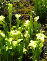 Špirlice (Sarracenia oreophila)