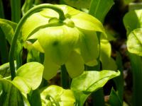 Špirlice (Sarracenia oreophila)
