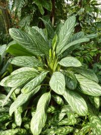 Aglaonema (Aglaonema costatum)