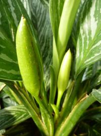 Aglaonema (Aglaonema costatum)