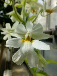 Calanthe (Calanthe vestita)