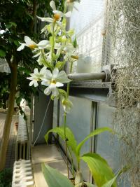 Calanthe (Calanthe vestita)