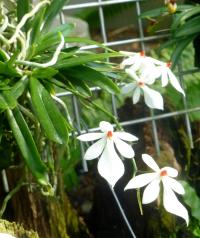 Aerangis (Aerangis rhodosticta)