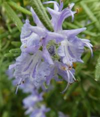 Rozmarýna lékařská 'Riviera' (Rosmarinus officinalis) Rozmarýna lékařská 'Riviera' (Rosmarinus officinalis)