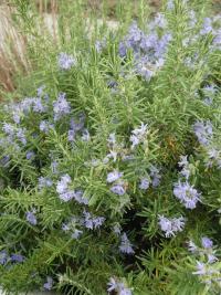 Rozmarýna lékařská 'Riviera' (Rosmarinus officinalis) Rozmarýna lékařská 'Riviera' (Rosmarinus officinalis)
