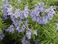 Rozmarýna lékařská 'Riviera' (Rosmarinus officinalis) Rozmarýna lékařská 'Riviera' (Rosmarinus officinalis)