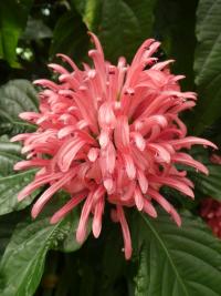 Justície červená - květ (Justicia carnea)