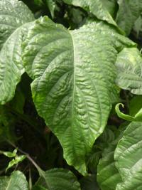 Justície červená - list (Justicia carnea)