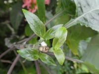 Justície červená - mladý list (Justicia carnea)