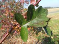 Hloh peřenoklaný - podzimní list