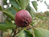 Hloh peřenoklaný - větévka s plodem