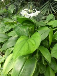 Libenka velkokvětá (Eucharis grandiflora)