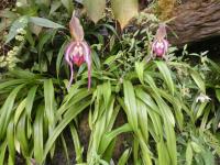 Phragmipedium 'Schroederae' (Phragmipedium)