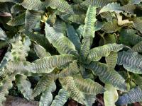 Kryptantus (Cryptanthus zonatus)