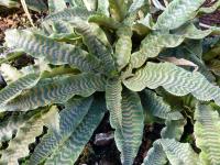 Kryptantus (Cryptanthus zonatus)