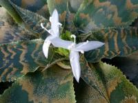 Kryptantus (Cryptanthus zonatus)