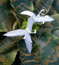 Kryptantus - květ (Cryptanthus zonatus)