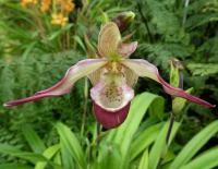 Phragmipedium (Phragmipedium Cardinale)