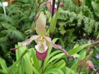 Phragmipedium (Phragmipedium Cardinale)