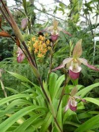 Phragmipedium (Phragmipedium Cardinale)