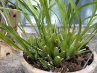 Cuitlauzina (Cuitlauzina pulchella)