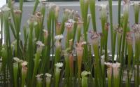 Špirlice bělolistá (Sarracenia leucophylla)
