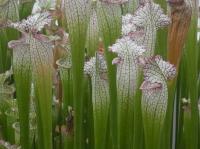 Špirlice bělolistá (Sarracenia leucophylla)