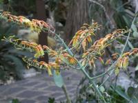 Aloe - květ