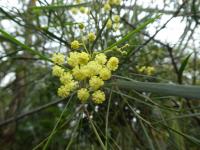 Akácie sivozelená - větévka s květy