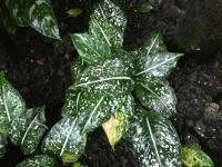 Aglaonema (Aglaonema costatum)