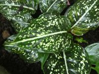 Aglaonema (Aglaonema costatum)