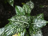 Aglaonema