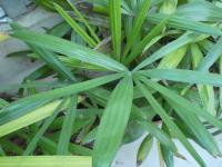 Rapis ztepilá (Rhapis excelsa)