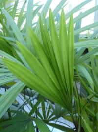 Rapis (Rhapis multifida)