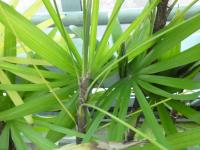 Rapis (Rhapis robusta)