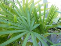 Rapis (Rhapis robusta)