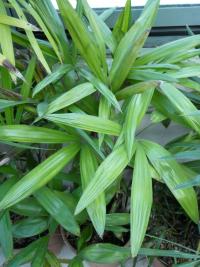 Rapis (Rhapis gracilis)