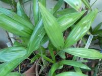 Rapis (Rhapis gracilis)