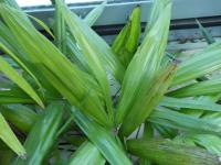 Rapis (Rhapis gracilis)