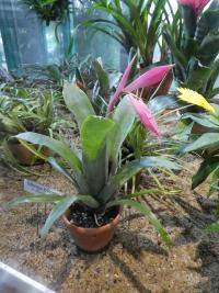Bilbergie (Billbergia x rosea)