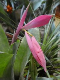 Bilbergie - květ (Billbergia x rosea)