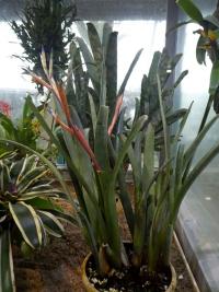 Bilbergie (Billbergia elegans)