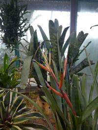 Bilbergie (Billbergia elegans)