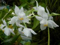 Cuitlauzina (Cuitlauzina pulchella)