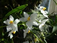 Cuitlauzina (Cuitlauzina pulchella)