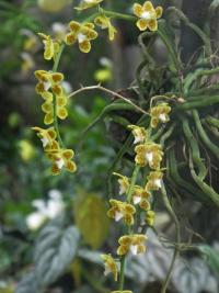 Chiloschista (Chiloschista parishii)